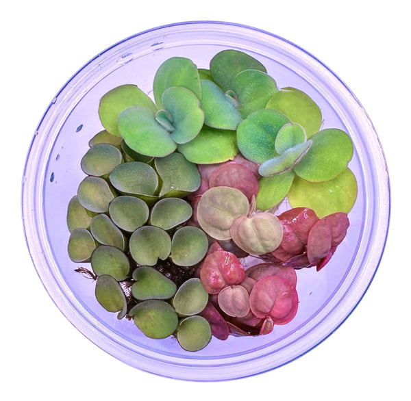 Floating Plant Starter Pack - [AquaticMotiv]