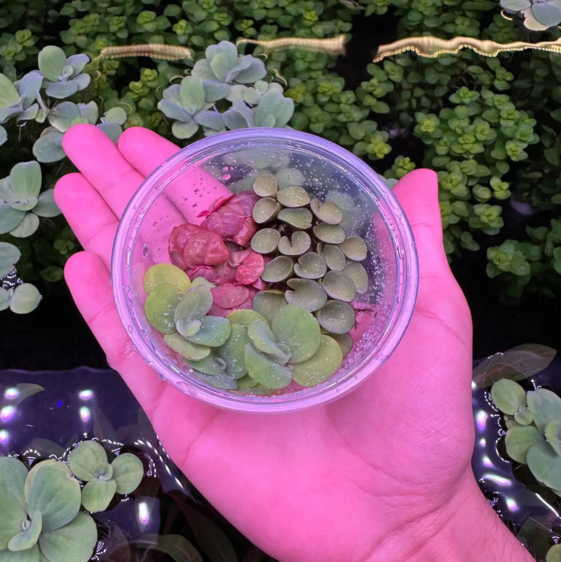 Clear plastic cup with green pink lentils beads and rolled paper in Floating Plant Starter Pack