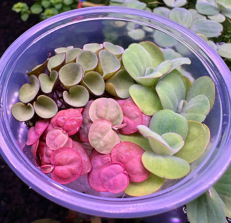 Purple Floating Plant Starter Pack bowl with colorful round leaves
