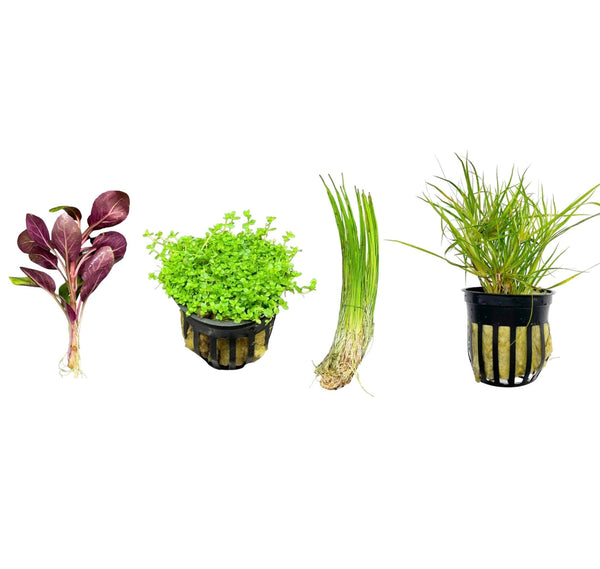 Foreground Plant Pack - 4 plants - [AquaticMotiv]