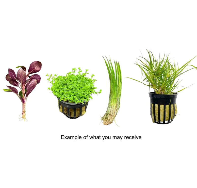 aquarium pot plants Foreground Plant Pack 4 Plants Low-Growing Varieties