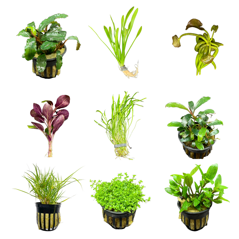 Foreground Aquarium Plant Pack x4 (Assorted Starter Pack) - AquaticMotiv
