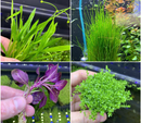 Foreground Aquarium Plant Pack x4 (Assorted Starter Pack) - AquaticMotiv