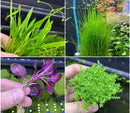 Green aquatic plant with delicate leaves for Foreground Plant Pack - 4 plants