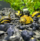 Vibrant yellow and black striped freshwater aquarium snails with horn-like shell protrusions on dark gravel substrate