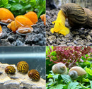 Vibrant orange freshwater aquarium snail mix pack with translucent shells and white tentacles on dark gravel and green plants