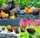A vibrant yellow and black striped freshwater aquarium snail with a glossy patterned shell on green foliage