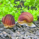 Two striped reddish-brown freshwater aquarium snail shells with glossy surfaces resting on dark gravel among green plants