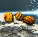 Three vibrant yellow and black striped freshwater aquarium snails with glossy shells on a textured gray rock surface
