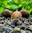 A brown and tan striped freshwater aquarium snail with a glossy shell and translucent tentacles crawling on dark gravel