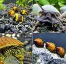 Freshwater aquarium snail mix pack featuring yellow and black spotted shells with intricate patterns on dark gravel