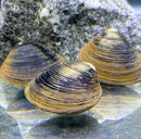 Blue and gold freshwater clam shell design, natural Corbicual sp. x3