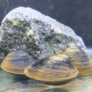 Brown and blue striped clam shell ornament from Freshwater Clam (Corbicual sp.) x3