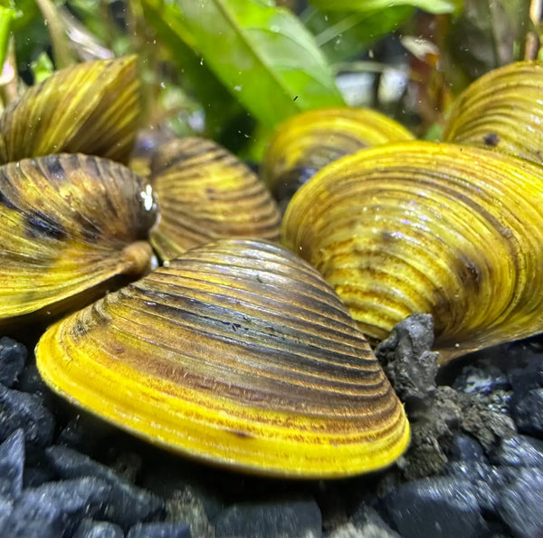 Freshwater Gold Clam x3 with yellow brown striped shell on black gravel
