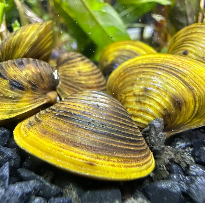 Freshwater Gold Clams x3 for Natural Filtration | Aquatic Motiv