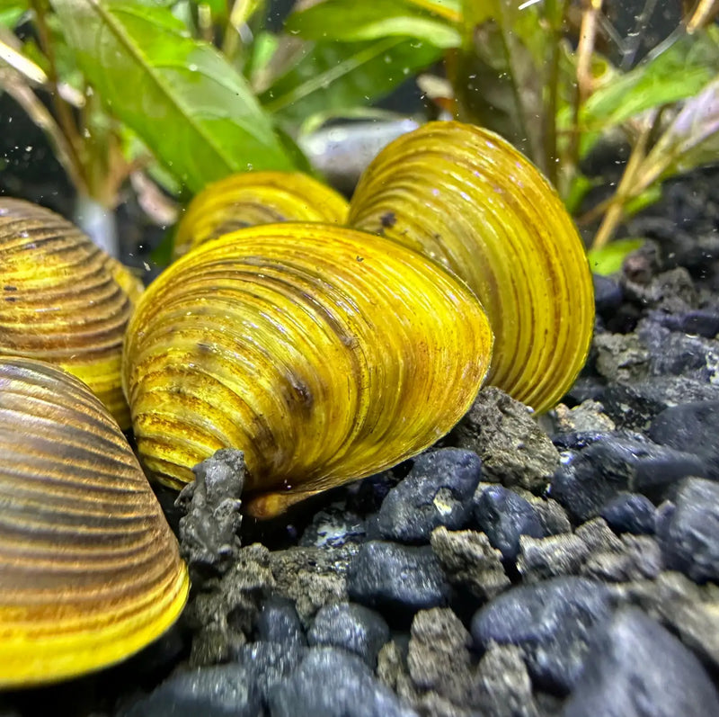 Freshwater Gold Clams x3 for Natural Filtration | Aquatic Motiv