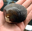 Giant Asian freshwater clam shell in brown and black ridged texture, x3