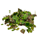Red Root Floaters (Phyllanthus Fluitans) - Young plants - [AquaticMotiv]