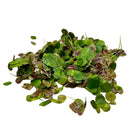 Giant Duckweed Spirodela polyrhiza green leafy aquatic plant bundle