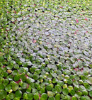 Red Root Floaters (Phyllanthus Fluitans) - Young plants - [AquaticMotiv]