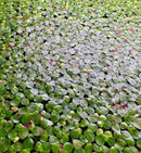 Giant Duckweed Spirodela polyrhiza green lily pad floating mat