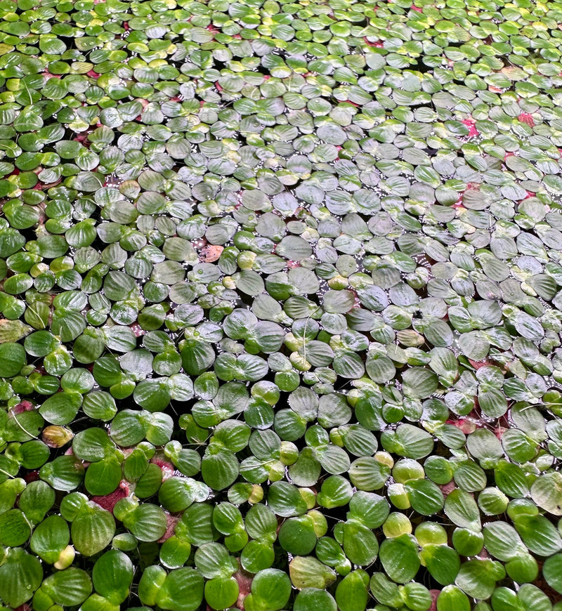 Red Root Floaters (Phyllanthus Fluitans) - Young plants - [AquaticMotiv]