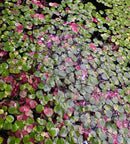 Red Root Floaters (Phyllanthus Fluitans) - Young plants - [AquaticMotiv]