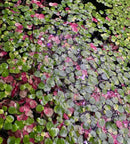 Giant Duckweed (Spirodela polyrhiza) with green and pink floating leaves on water