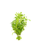 Fresh Glossostigma watercress bunch with delicate green leaves and stems