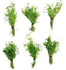 Glossostigma 6 Bunch Pack of Fresh Green Aquatic Plants