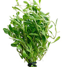 Glossostigma | 6 Bunch Pack - [AquaticMotiv]