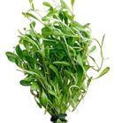 Glossostigma green aquatic plant 6 bunch pack with broad leaves