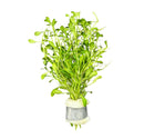 Glossostigma (Glosso Elatinoides) Bunch - [AquaticMotiv]