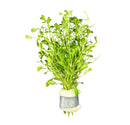 Glossostigma Elatinoides bunch in silver Aquascape pot