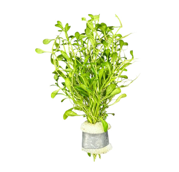 Glossostigma (Glosso Elatinoides) Bunch - [AquaticMotiv]