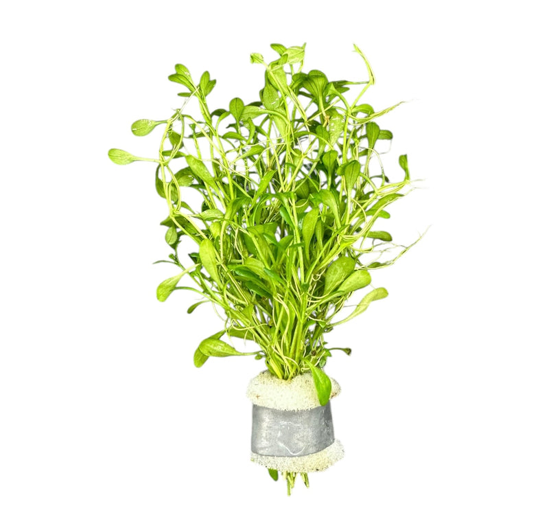 Glossostigma (Glosso Elatinoides) Bunch - [AquaticMotiv]