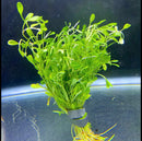 Glossostigma (Glosso Elatinoides) Bunch - AquaticMotiv