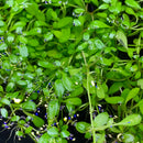 Vibrant Glossostigma elatinoides with glossy green leaves and blue flowers floating on water