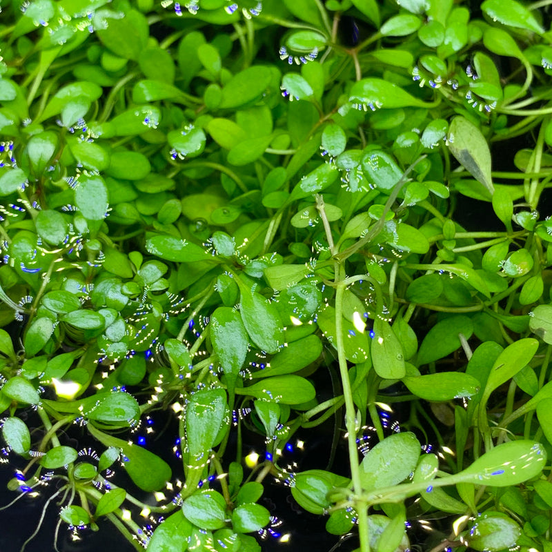 Glossostigma (Glosso Elatinoides) Portion - AquaticMotiv