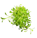 Fresh Glossostigma Elatinoides watercress sprouts with tender leaves