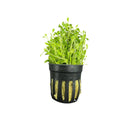 Lush Glossostigma Elatinoides in black pot with slits