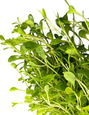 Fresh Glossostigma Elatinoides pot with green rounded leaves and stems