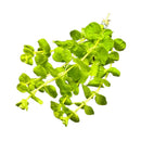 Golden Lloydiella Lysimachia nummularia Aurea green herb bundle