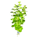Golden Lloydiella aquarium plant with broad green leaves and white roots