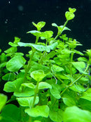 Golden Lloydiella potted aquatic plant with heart-shaped leaves