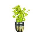 Golden Lloydiella potted in black ribbed plastic pot