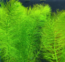 Vibrant green Myrio Foxtail Myriophyllum pinnatum aquatic plant with feathery fronds