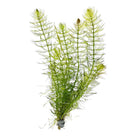Vibrant green Myriophyllum pinnatum foxtail plant with feathery stems