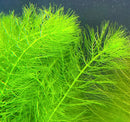 Vibrant neon green Myriophyllum pinnatum foxtail plant with feathery fronds