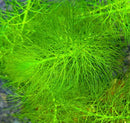 Vibrant green Myrio Foxtail Myriophyllum pinnatum feathery aquatic plant